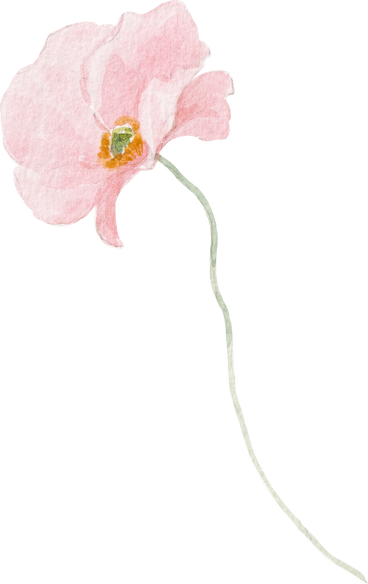 Watercolor pink flower